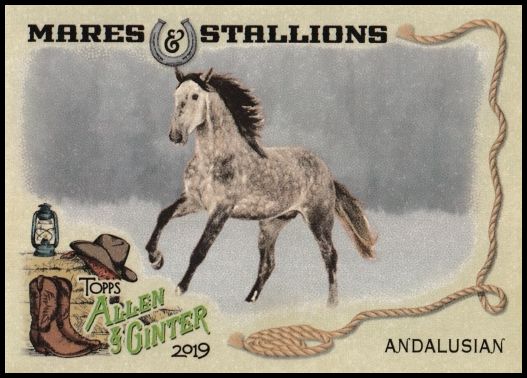 MS-9 Andalusian Horse